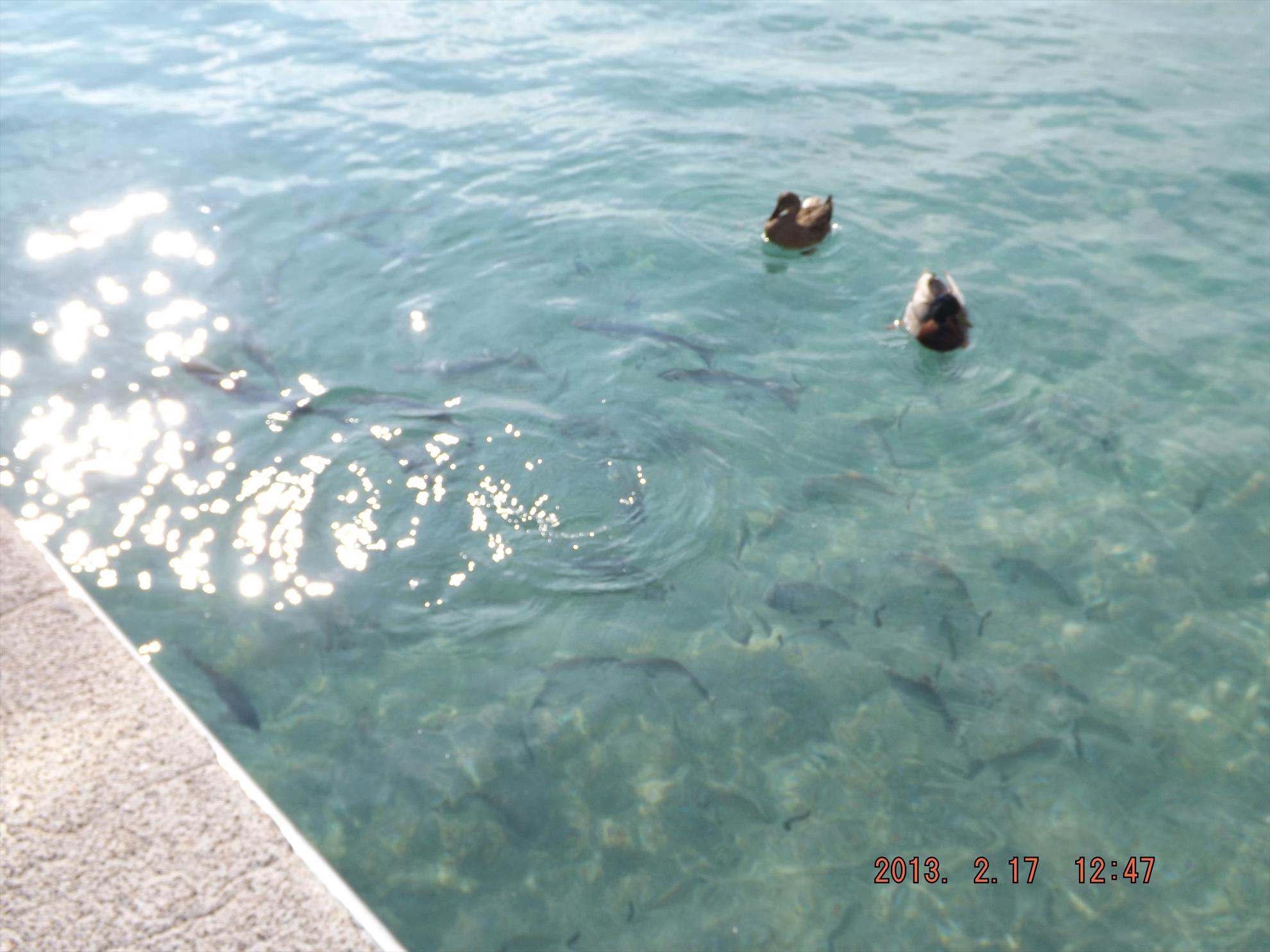 Pasari salbatice - dscf0182.jpg